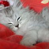 Hello World