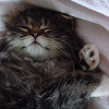 Hello World